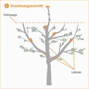 Erziehungsschnitt beim Obstbaum - Garten Hennerbichler
