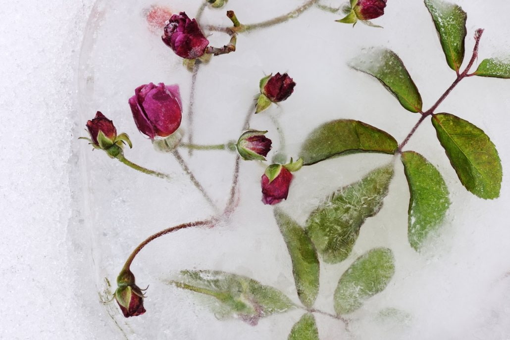 Hilfreiche Tipps zum Überwintern von Rosen - Garten Hennerbichler