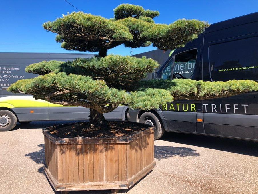 Bonsai - Garten Hennerbichler