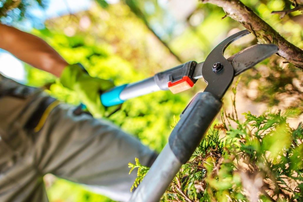 Pflanzen richtig schneiden und düngen - Garten Hennerbichler