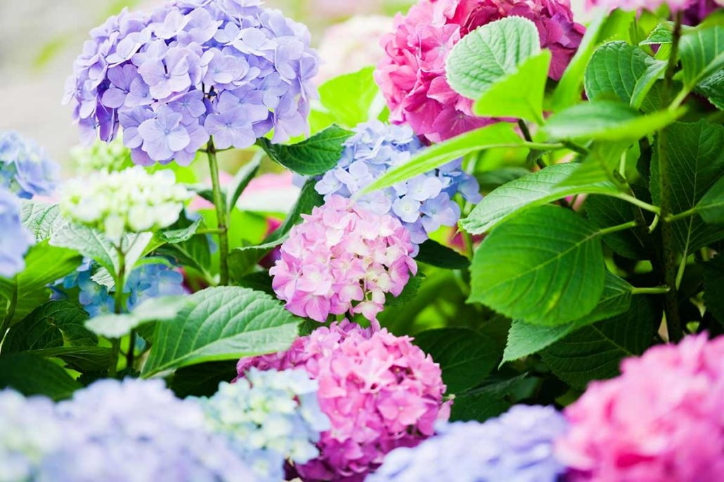 Tipps zur Pflege der Hortensie Tipps zur Pflege der Hortensie - Garten Hennerbichler
