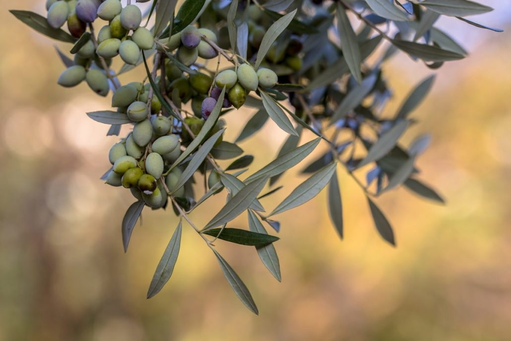 Mediterraner Garten