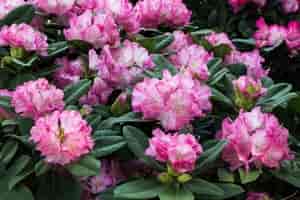 Rhododendron & Azaleen