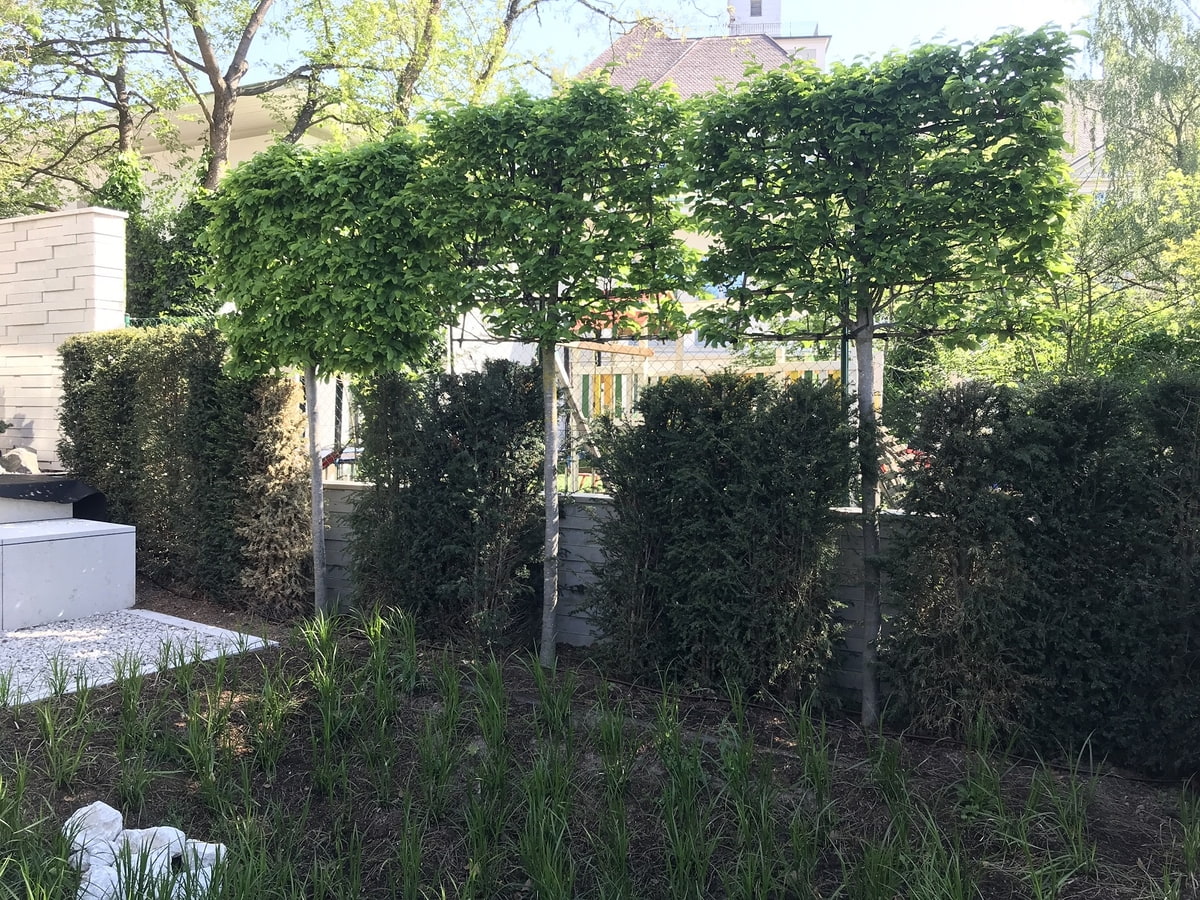 Garten, architektonischer Garten