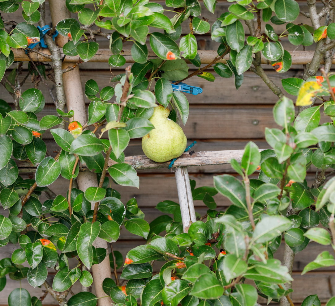 Obstbaumschnitt Obstbaumschnitt