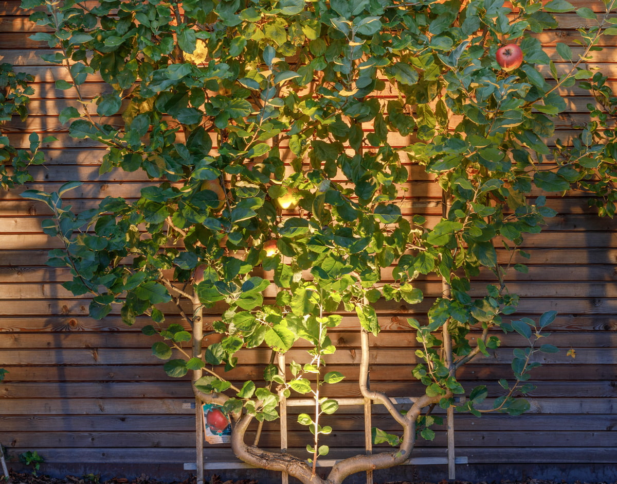 Pflanzenbeleuchtung, Pflanze, Gartendesign