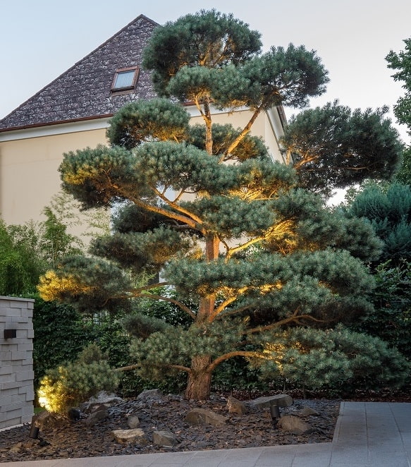 Bodenspots für Bonsai Bonsai beleuchtet
