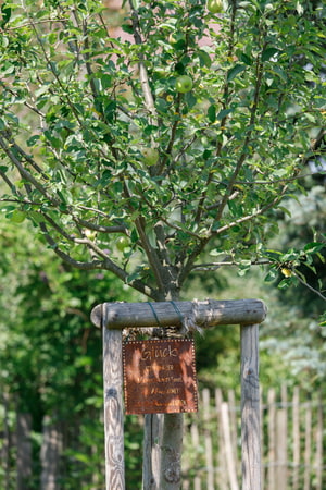 Birnenbaum Baum, Birnenbaum, Birne, Obst, Obstbaum