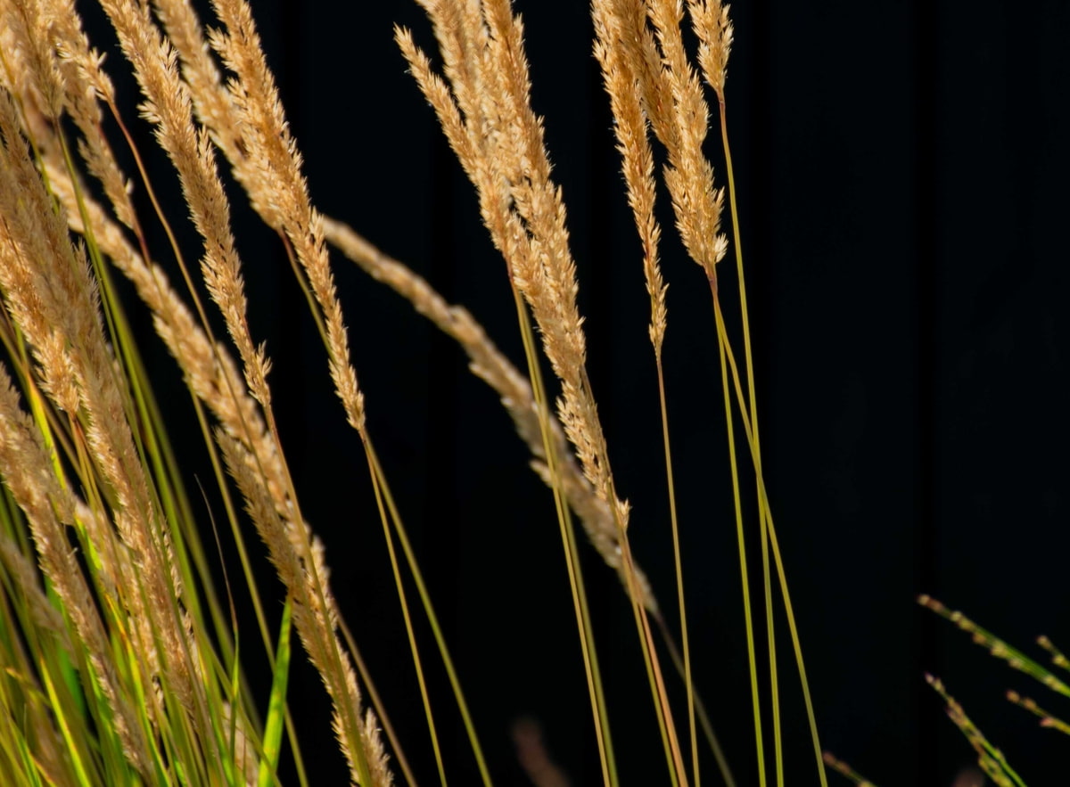 Gräser Gräser, Hand, Natur