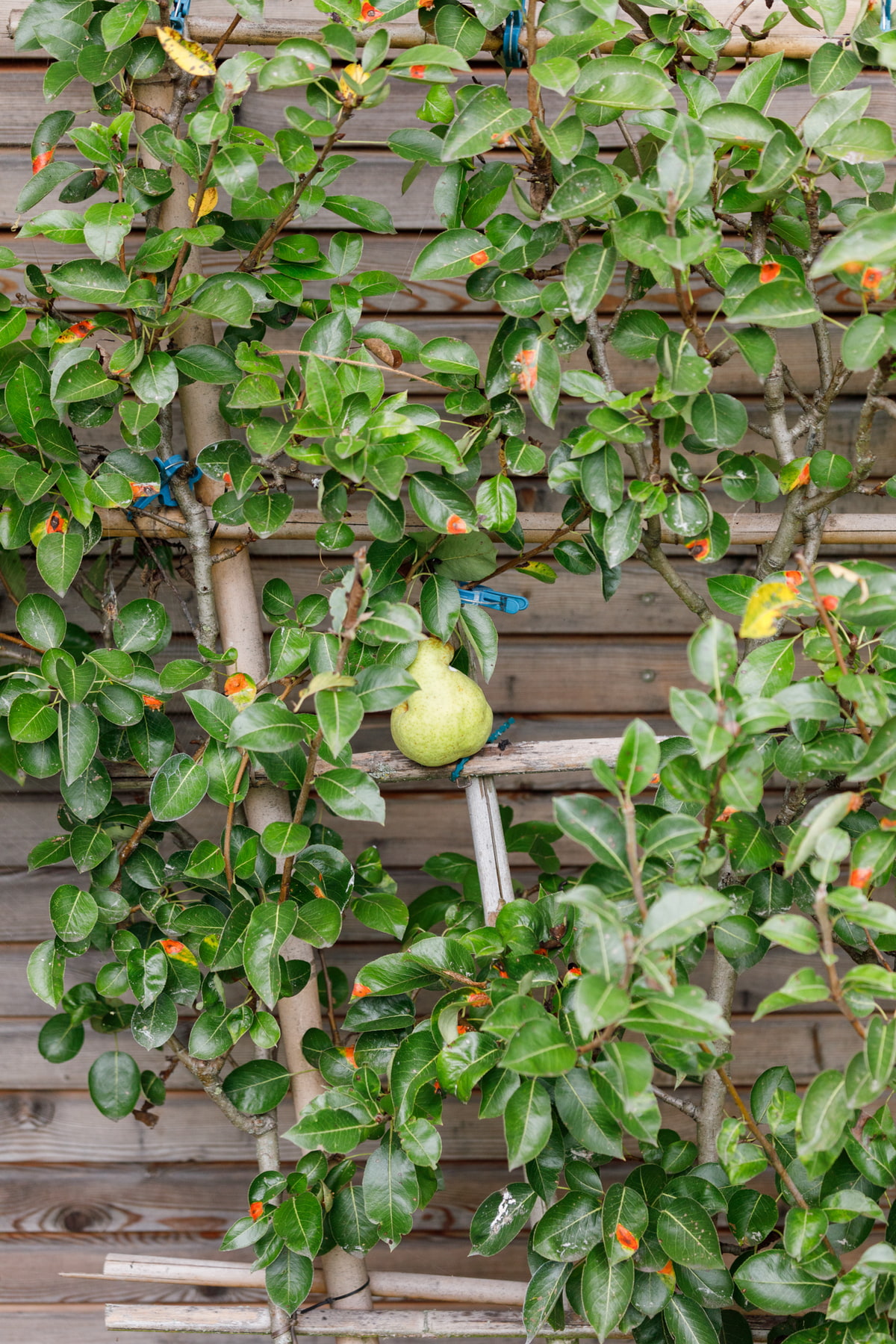 Spalierobstbaum Spalierobstbaum, Gartendesign, Obstbaum