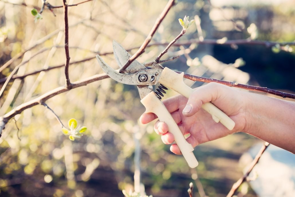 Obstbäume richtig schneiden Obstbäume richtig schneiden - Garten Hennerbichler