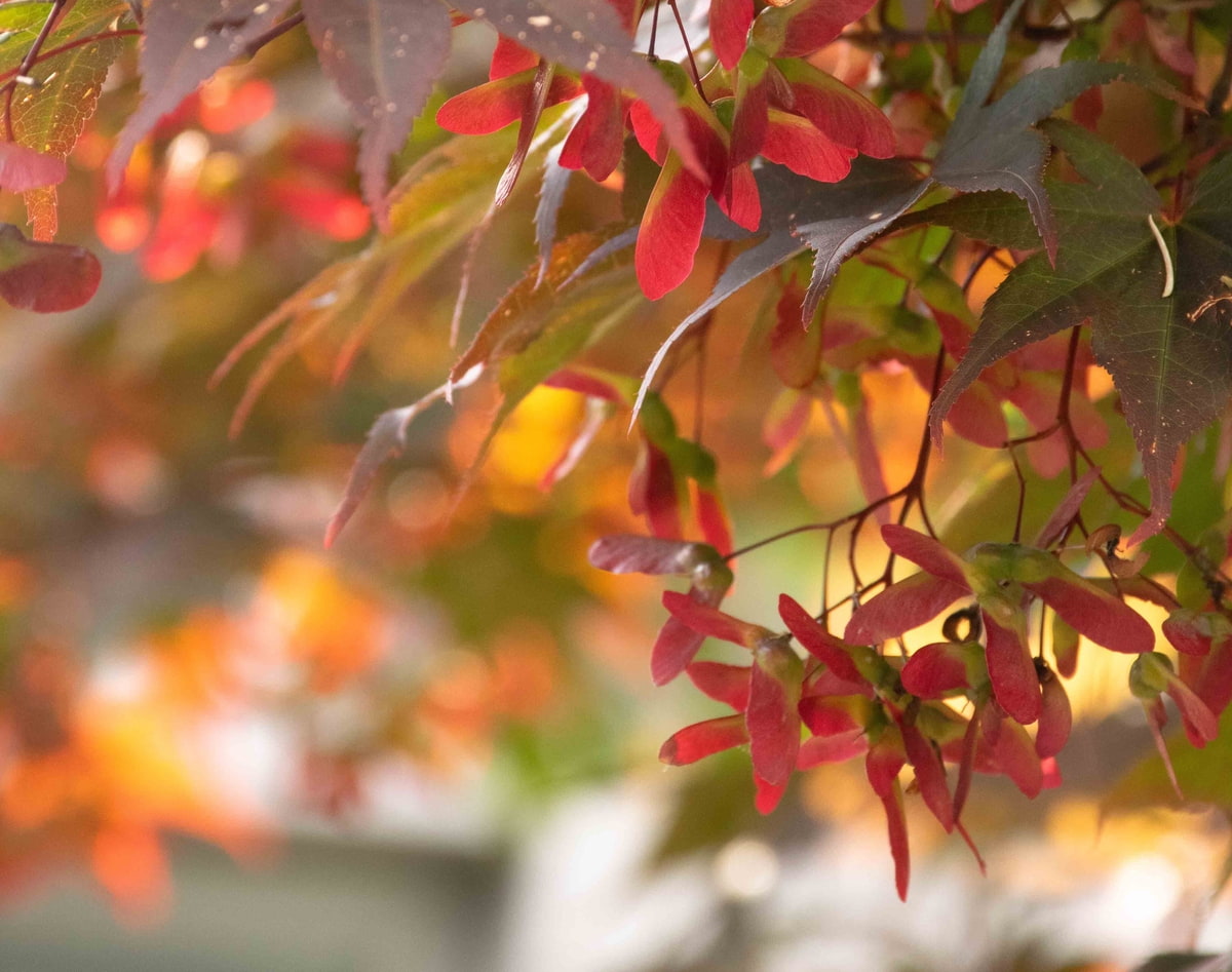 Ahorn Ahorn, Herbst, Sommer, rote Blätter